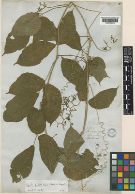 Kew Gardens K000736416:  Dalzell, N.A. [s.n.] India