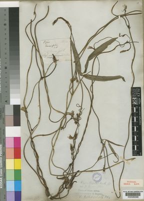 Kew Gardens K000263388:  unknown [s.n.]