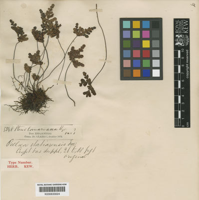 Kew Gardens K000633024:  s.coll. [5348] Brazil