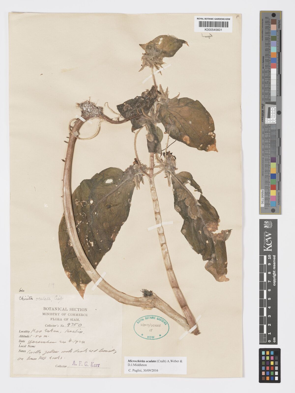 Kew Gardens K000545601:  Kerr, A.F.G. [9750] Thailand