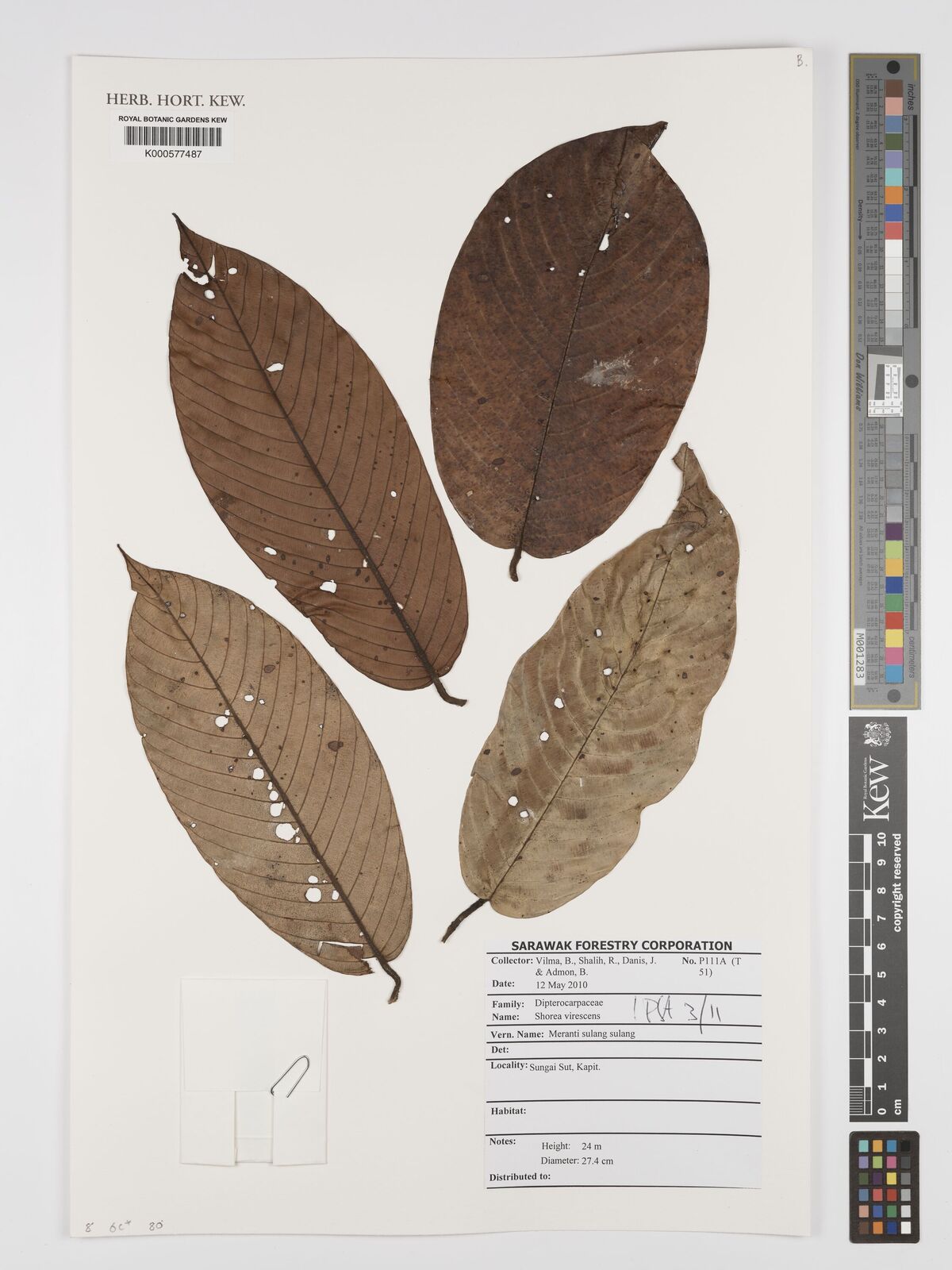 Shorea virescens