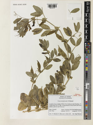 Kew Gardens K001051337:  Maxted, N.; Allkin, R.; Kitiki, A. [4256] Turkey