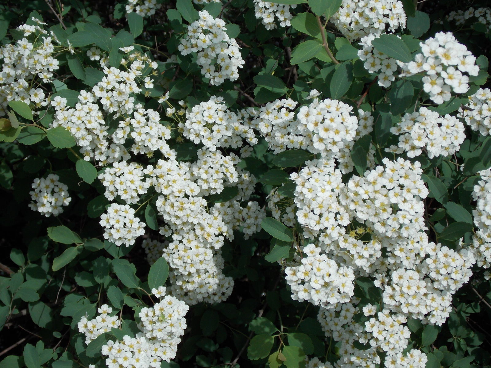 Spiraea × vanhouttei (Briot) Carrière | Plants of the World Online ...