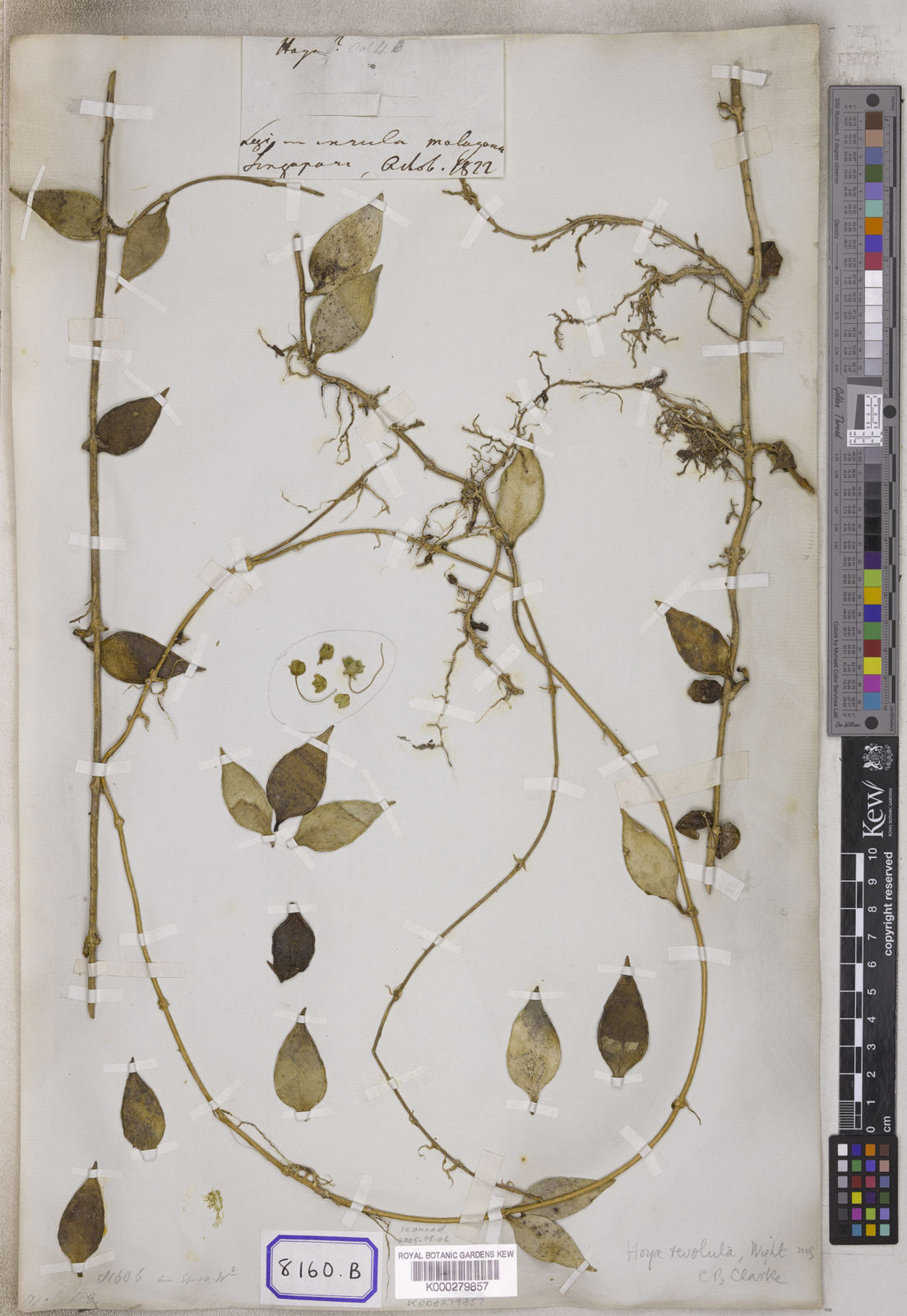 Full article: The taxonomy of Hoya micrantha and Hoya revoluta