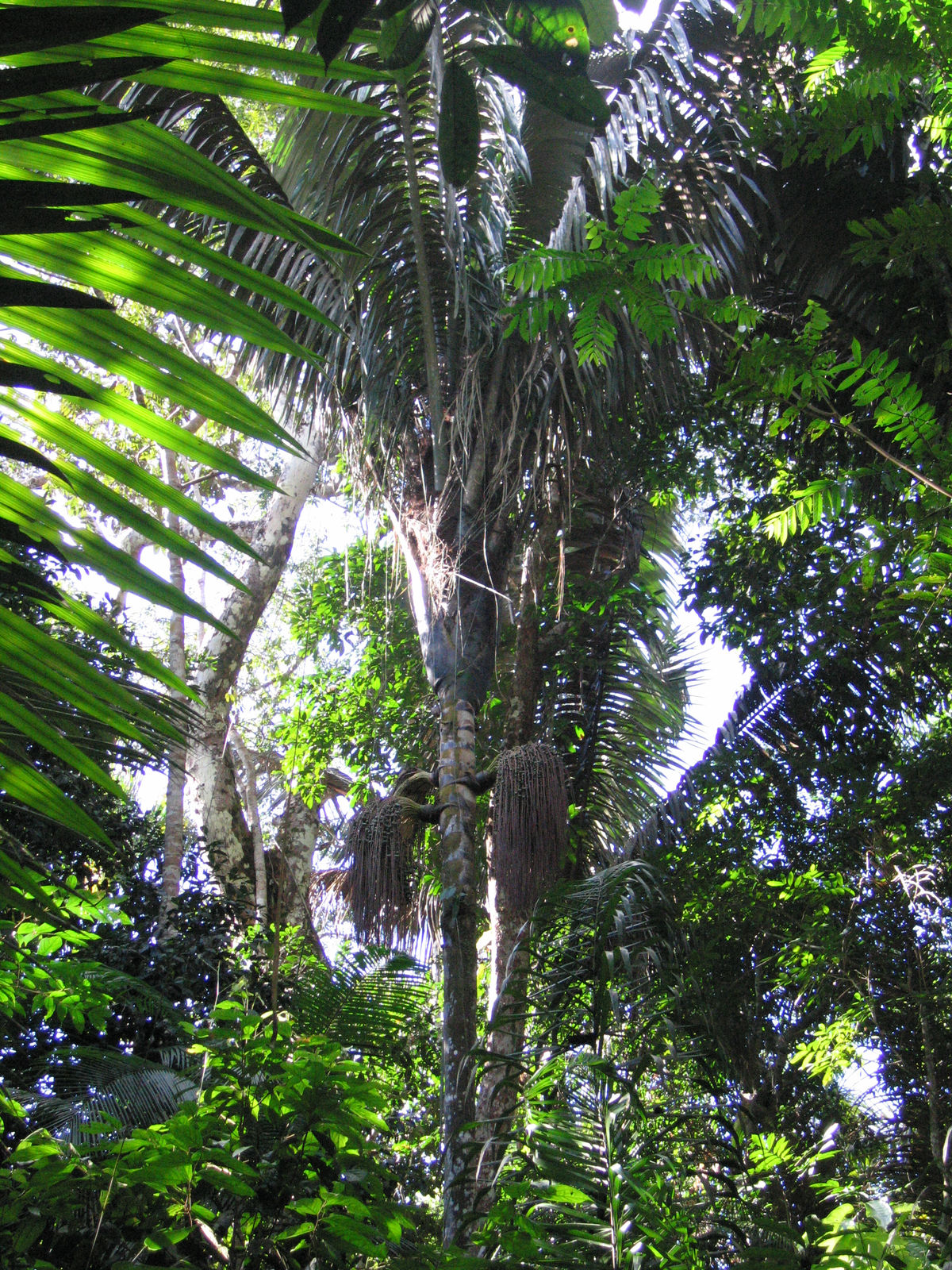 Oenocarpus bataua Mart. | Plants of the World Online | Kew Science