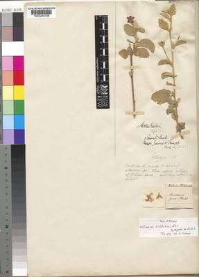 Kew Gardens K000240709:  illegible [s.n.] Ethiopia