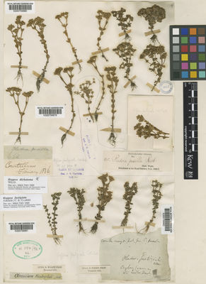 Kew Gardens K000759980:  s.coll. [653] India