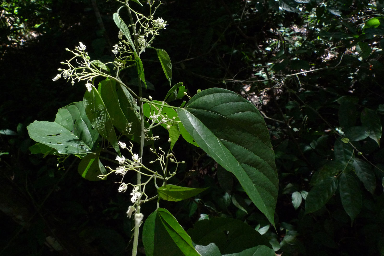 Ayenia catalpifolia (Jacq.) Christenh. & Byng | Colombian Plants made ...