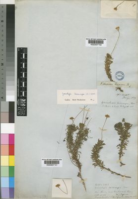 Kew Gardens K000307152:  Drege [s.n.] South Africa