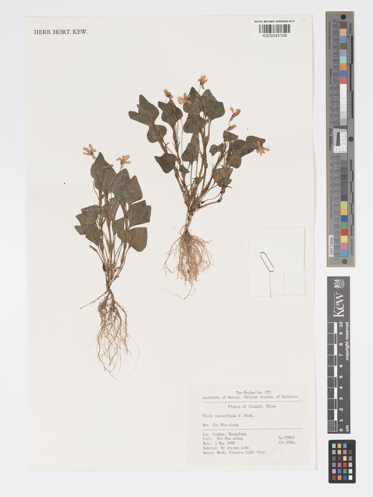 Viola stewardiana
