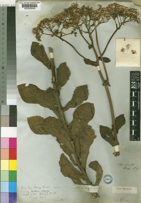 Kew Gardens K000306946:  Drege [s.n.] South Africa