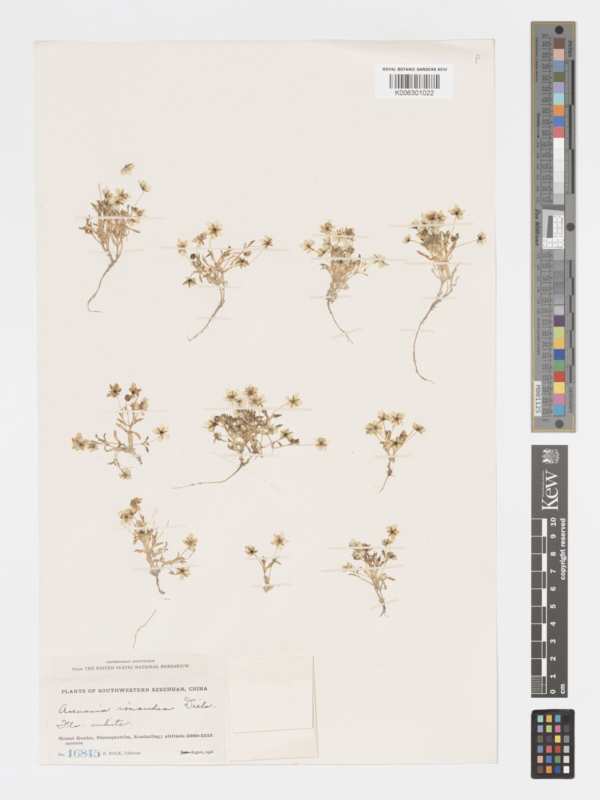 Arenaria ionandra