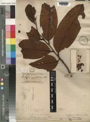 Kew Gardens K000199073:  Thomson, W.C. [53] Nigeria