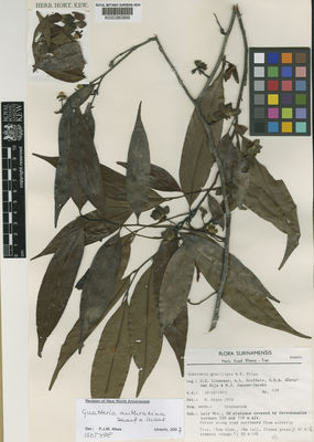 Kew Gardens K000380999:  Lindeman, J.C.; Stoffers, A.L.; Görts-van Rijn, A.R.A.; Jansen-Jacobs, M.J. [429] Suriname