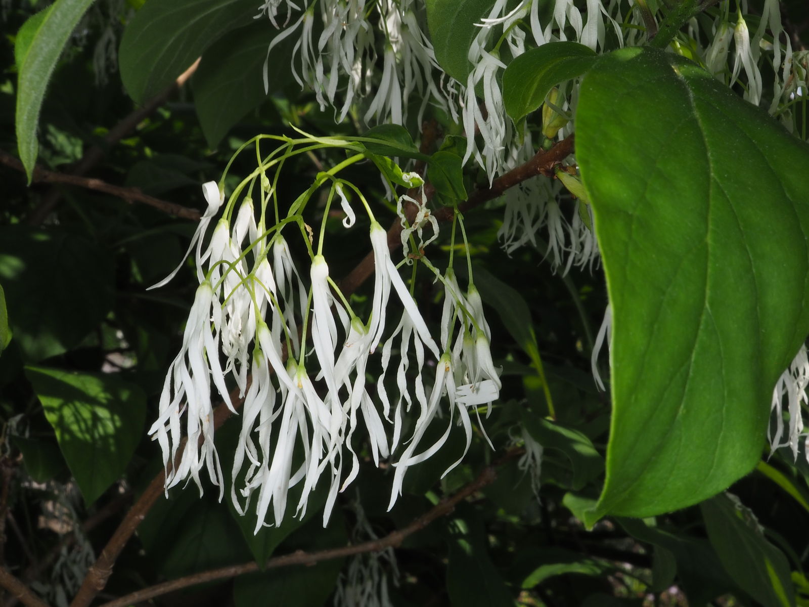 © copyright of the Board of Trustees of the Royal Botanic Gardens, Kew.