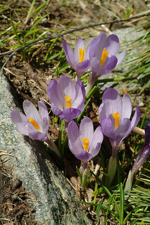 A Complete Guide to the Genus Crocuses 