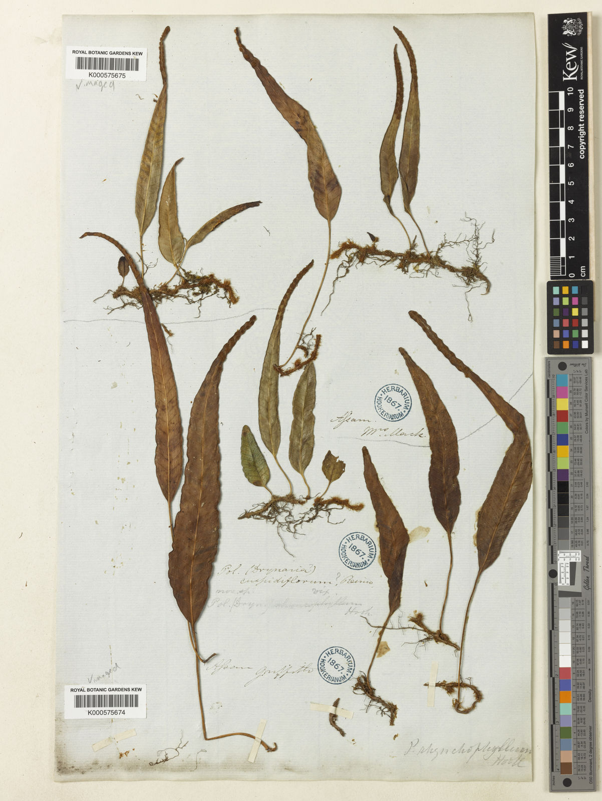 Selliguea rhynchophylla (Hook.) Fraser-Jenk. | Plants of the World Online |  Kew Science