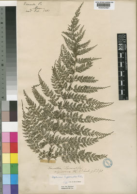 Kew Gardens K000423921:  Mann, G. [s.n.] Equatorial Guinea