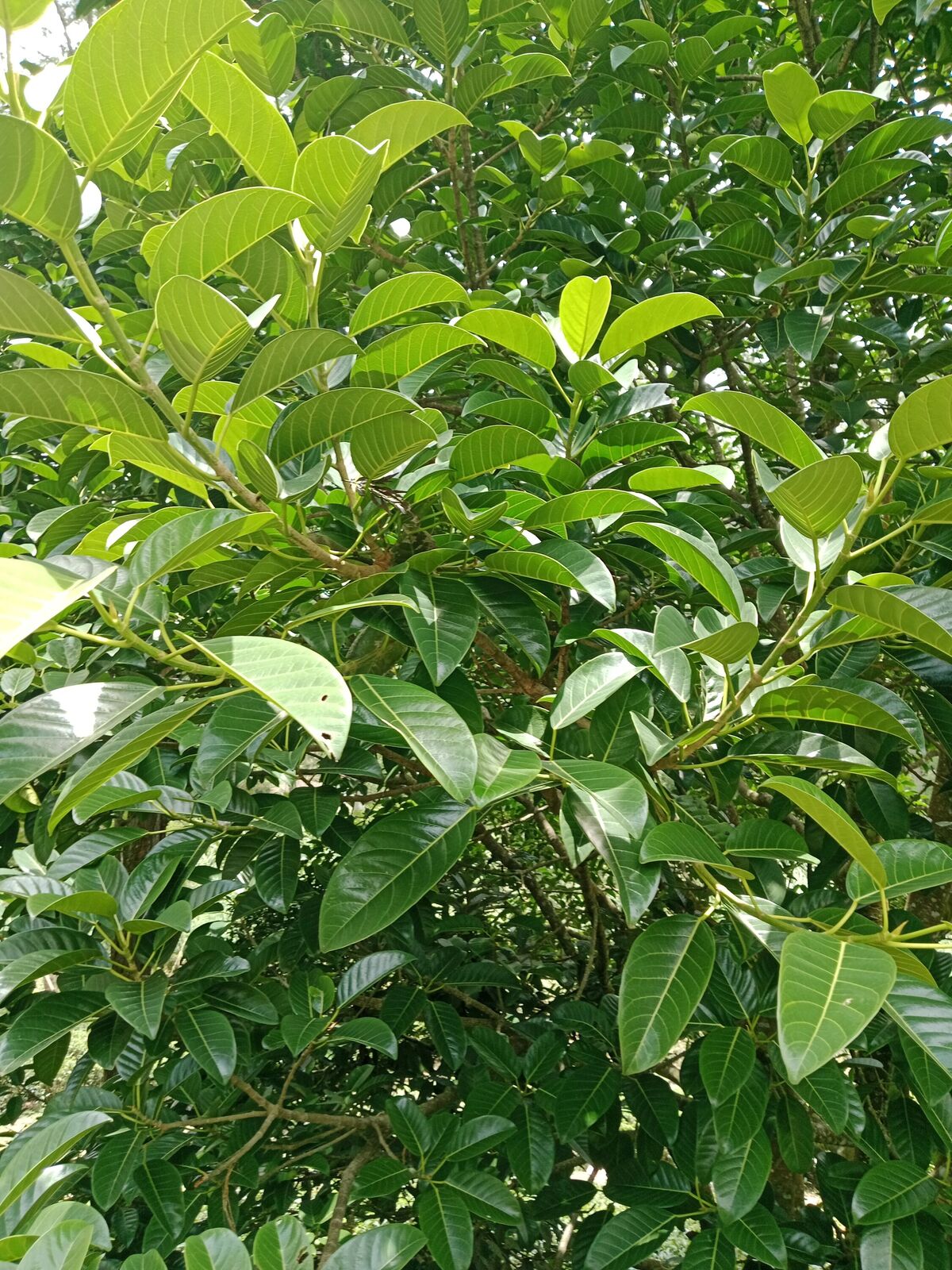 Ficus callosa Willd. | Plants of the World Online | Kew Science