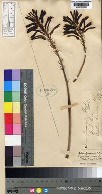 Kew Gardens K000256630:  Unknown from sheet. [s.n.] South Africa