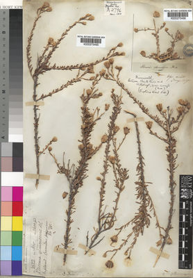 Kew Gardens K000273496:  Drege [s.n.] South Africa