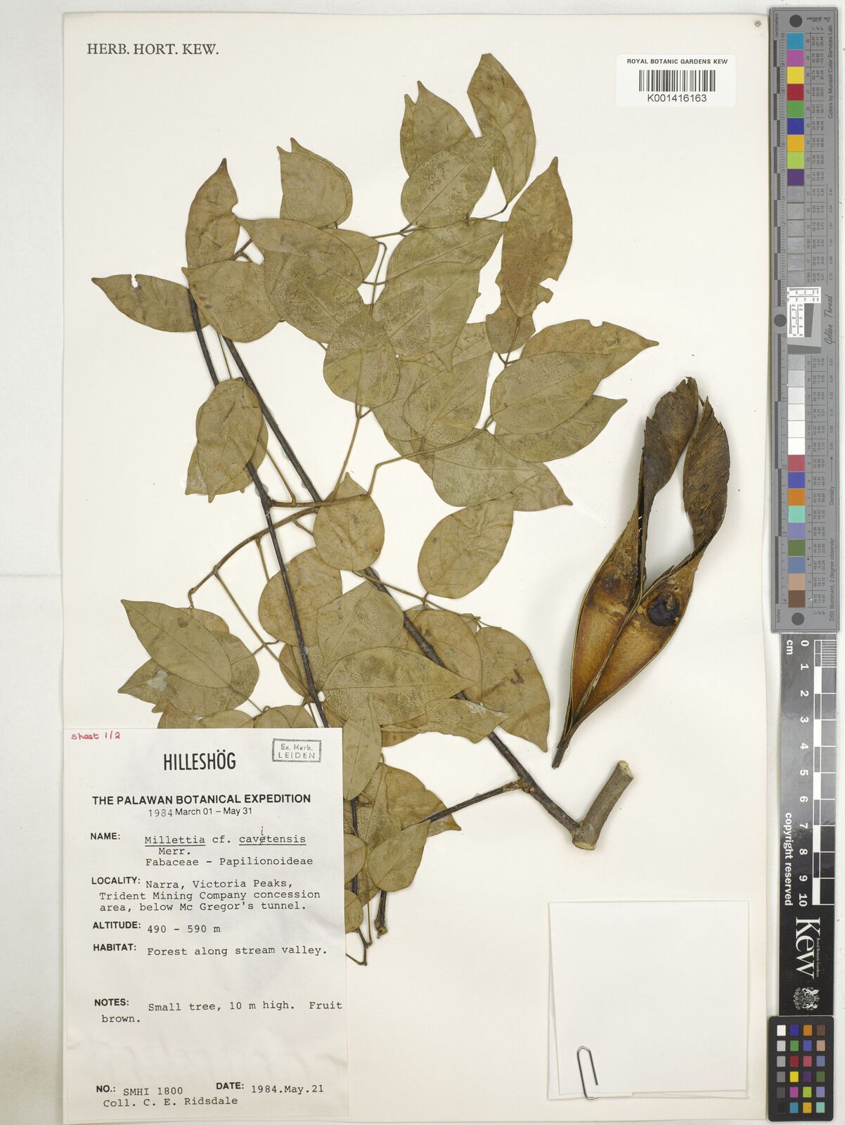 Pongamia ahernii (Merr. & Rolfe) Z.Q.Song | Plants of the World Online ...