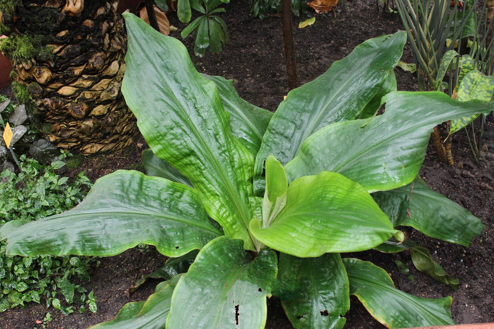 Palisota mannii