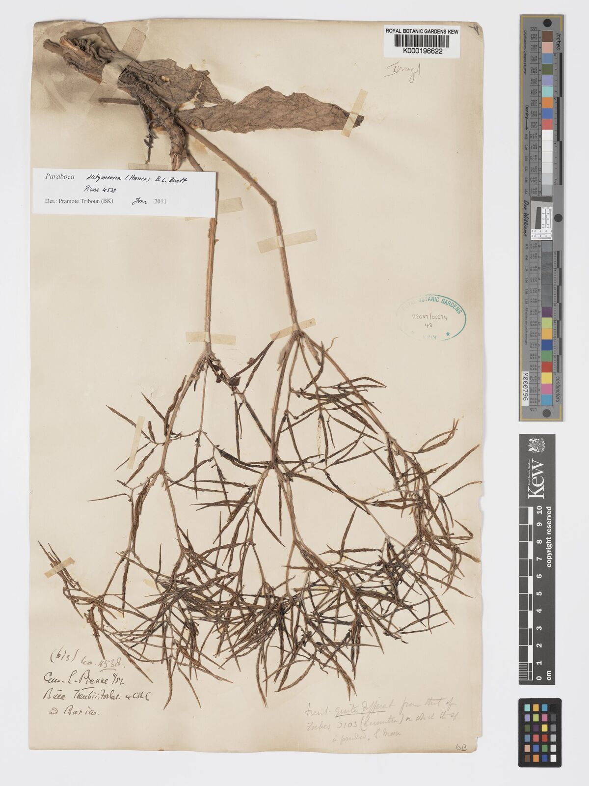 Kew Gardens K000196622:  Pierre, L. [4538] Cambodia