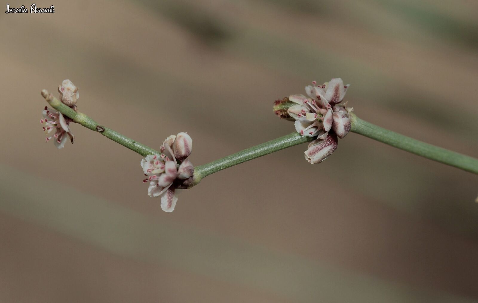 Calligonum