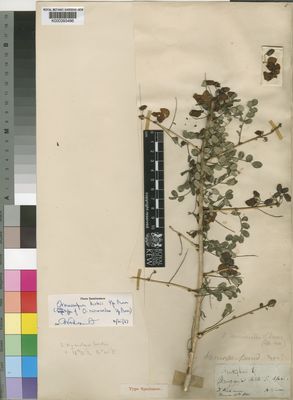 Kew Gardens K000393496:  Waller [s.n.] Malawi