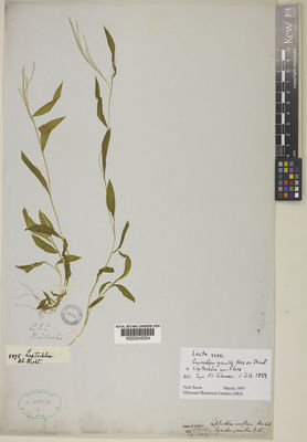 Kew Gardens K000245004:  Wallich, N. [8895] India