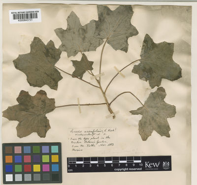 Kew Gardens K000843731:  s.coll. [s.n.]