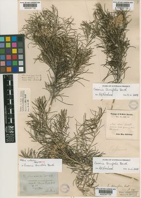 Kew Gardens K000357133:  MacGillivray, J. [711] Australia