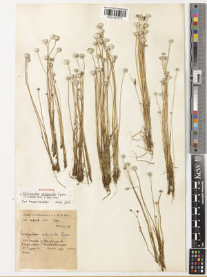 Kew Gardens K001097973:  Sedgwick, L.J. [4648] India