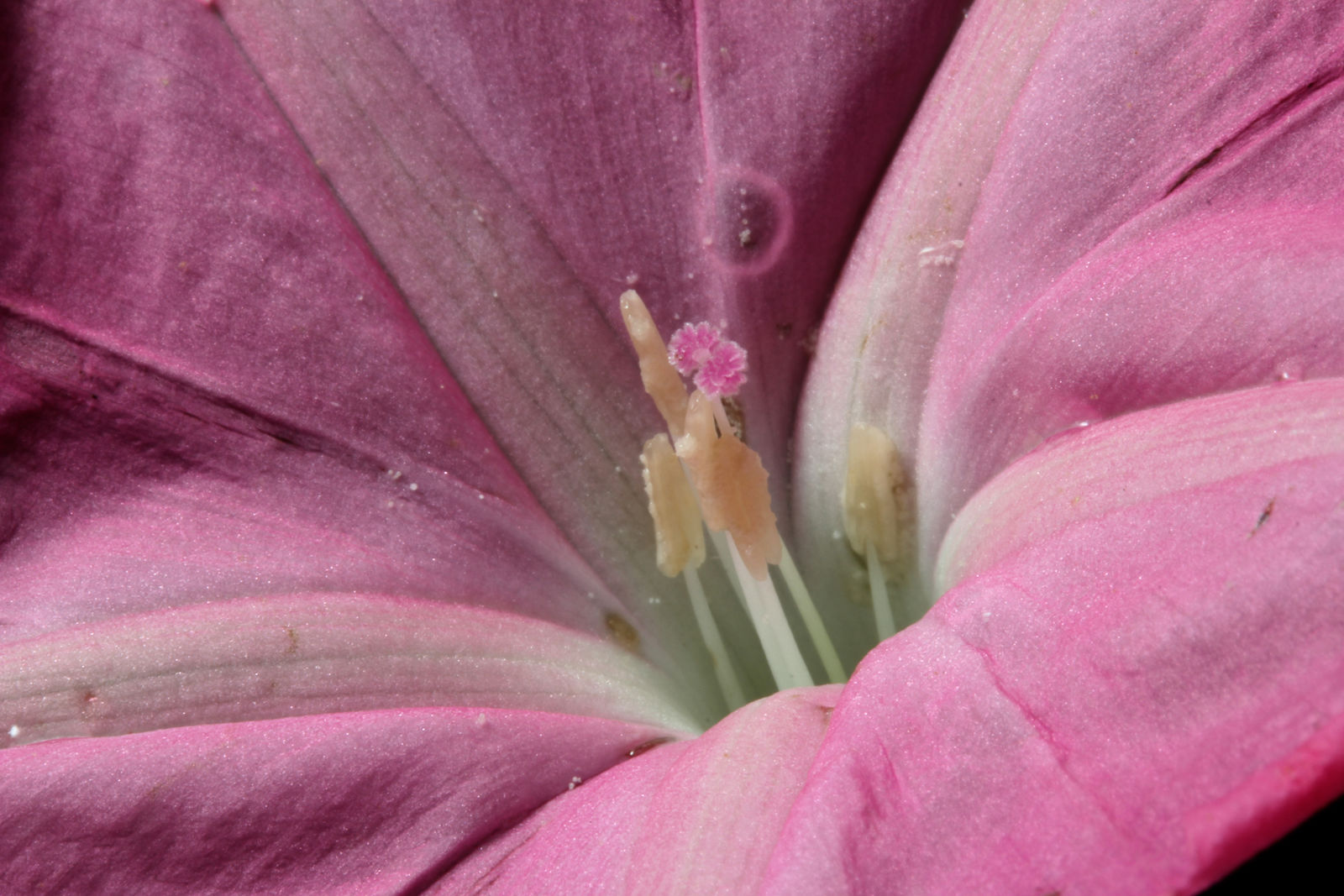 Ipomoea dumosa (Benth.) L.O.Williams | Plants of the World Online | Kew ...