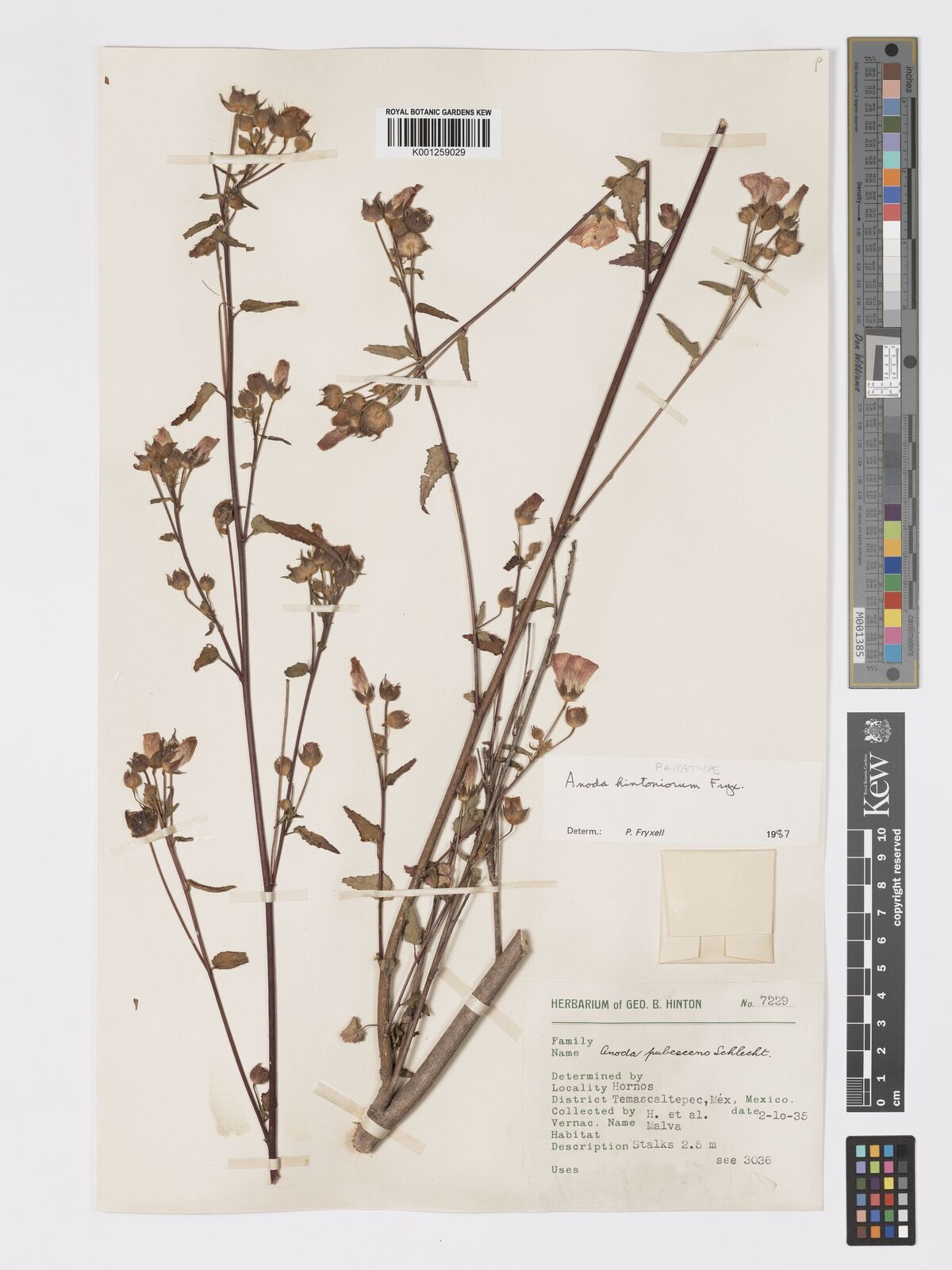 Kew Gardens K001259029:  Hinton, G.H.; et al. [7229] Mexico