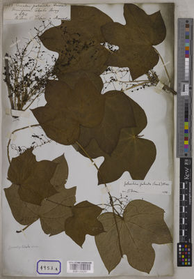 Kew Gardens K001104291:  s.coll. [Cat. no. 4953]