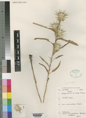 Kew Gardens K000252226:  De Witte [6984] Congo, Democratic Republic of the