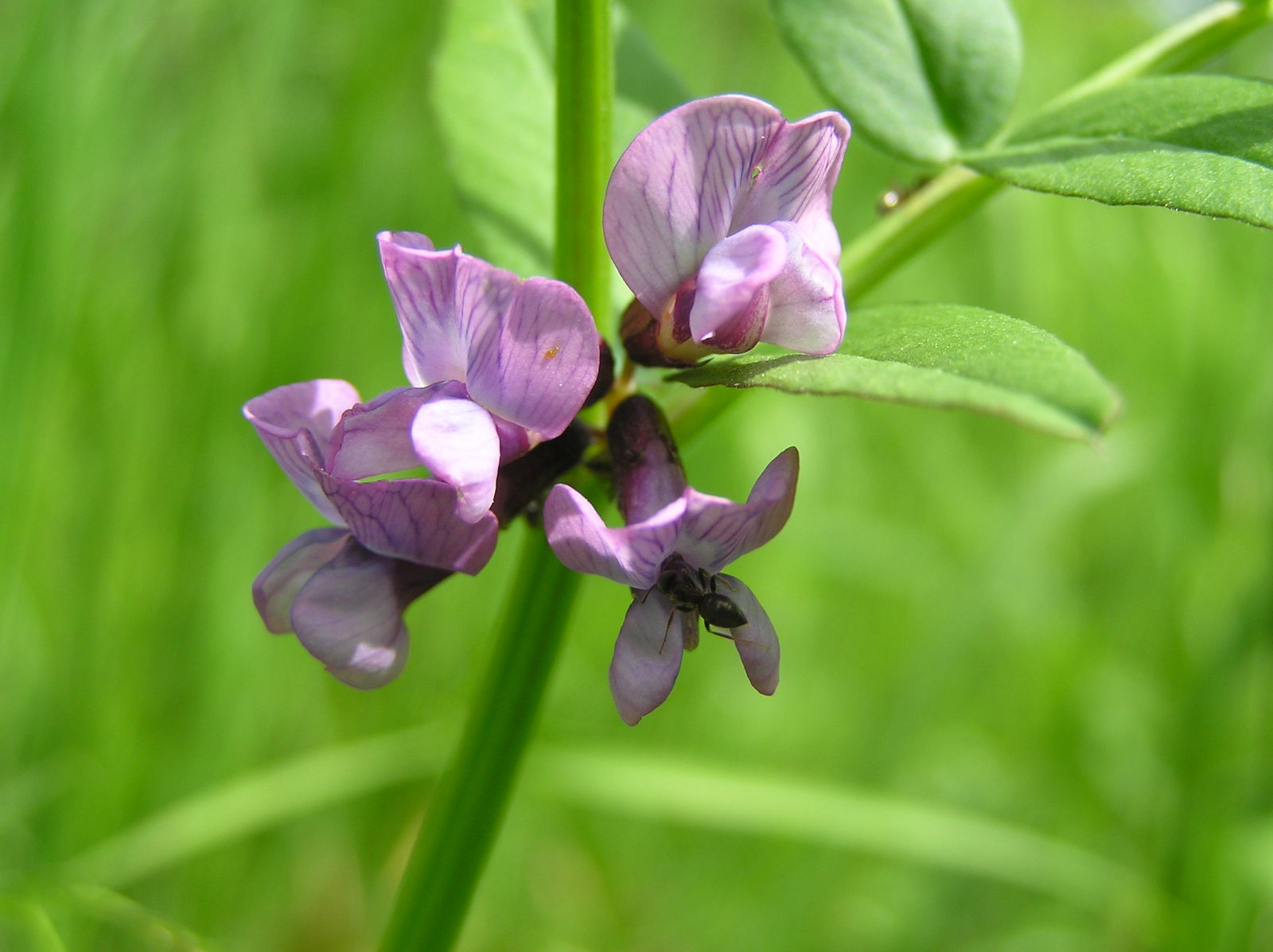 Vicia faba L., Plants of the World Online