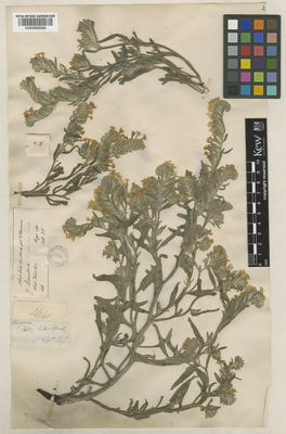 Kew Gardens K000958598:  Thomson, T. [s.n.] China