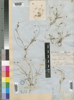 Kew Gardens K000378301:  Drege [s.n.] South Africa