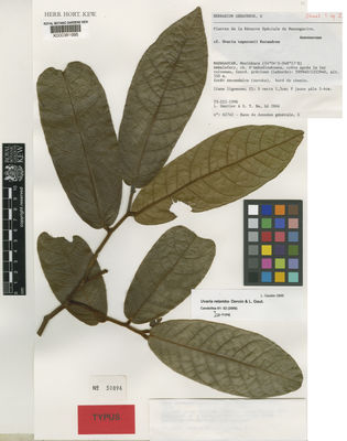 Kew Gardens K000381695:  Gautier, L.; Be, S.T. [2866] Madagascar