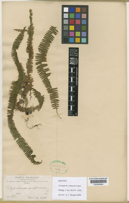 Kew Gardens K000590684:  Britton, N.L; Rusby, H.H. [483] Bolivia