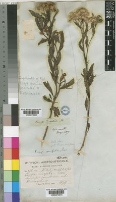 Kew Gardens K000273944:  Drege [s.n.] South Africa