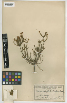 Kew Gardens K000791326:  Gardner, C.A. [s.n.] Australia