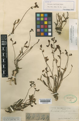 Kew Gardens K000530007:  s.coll. [20929] Brazil