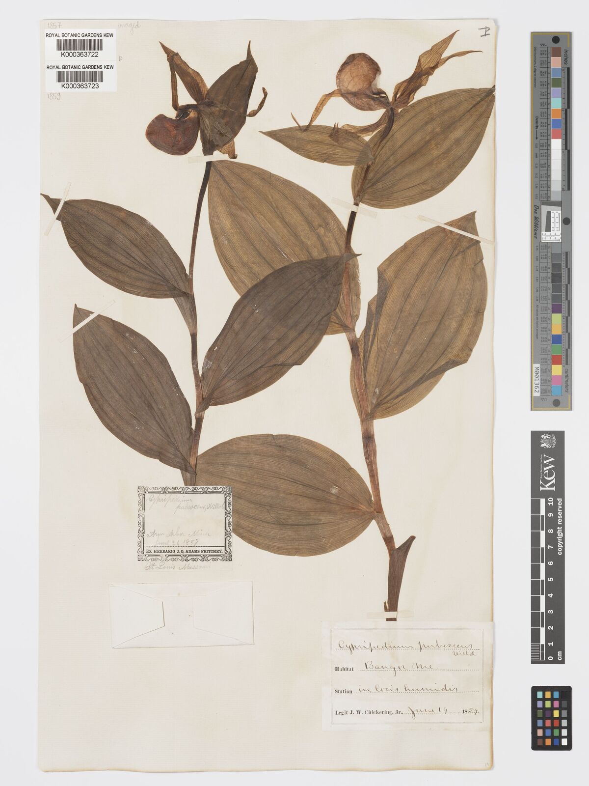 Kew Gardens K000363723:  Chickering, J.W. [s.n.] United States