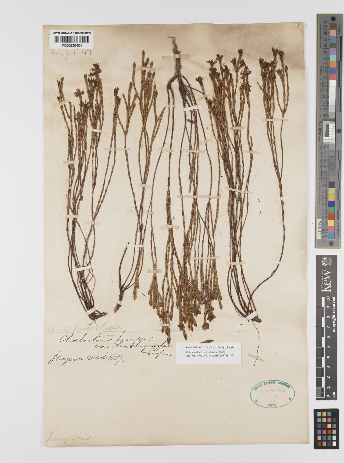 Kew Gardens K000530404:  s.coll. [16044] Brazil