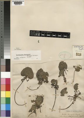 Kew Gardens K000418514:  Johnston, H.H. [s.n.] Angola