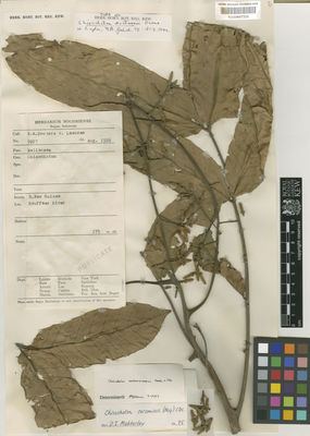 Kew Gardens K000657208:  Docters van Leeuwen, W.M. [9927] Papua New Guinea